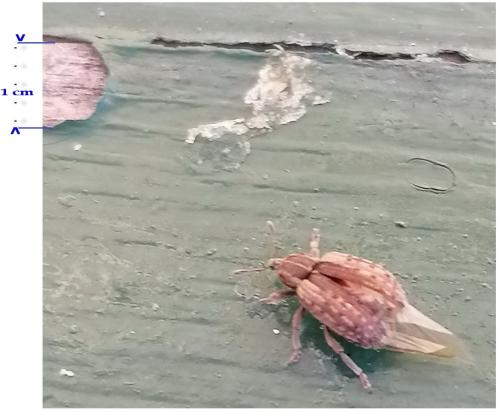Hypera sp.